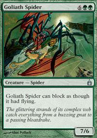 Goliath Spider